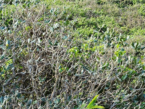 Palaquium formosanum