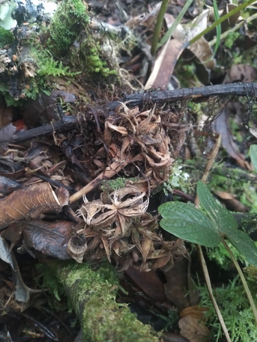 Brunellia boliviana (Brunellia boliviana)