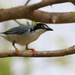 Hooded Tanager - Photo (c) guyincognito, some rights reserved (CC BY-NC), uploaded by guyincognito