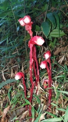 Monotropa coccinea