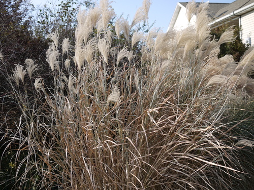 Chinese Silver Grass Invasive Exotic Plants Of North Carolina Inaturalist