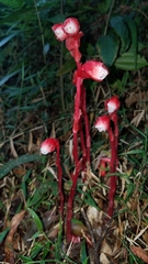 Monotropa coccinea