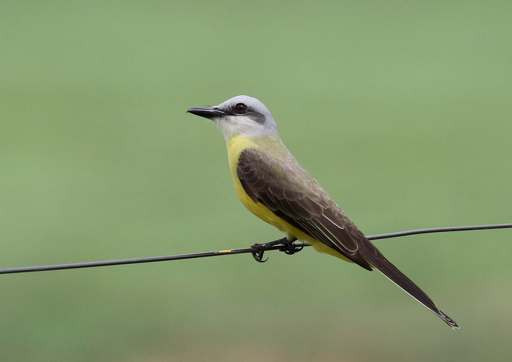 White-throated Kingbird photo