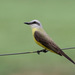 White-throated Kingbird - Photo (c) guyincognito, some rights reserved (CC BY-NC), uploaded by guyincognito