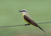White-throated Kingbird - Photo (c) guyincognito, some rights reserved (CC BY-NC), uploaded by guyincognito