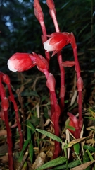 Monotropa coccinea