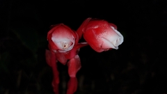 Monotropa coccinea