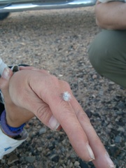 Dasymutilla gloriosa