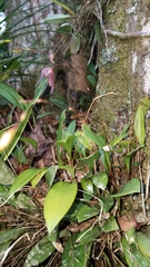 Stelis pachyglossa