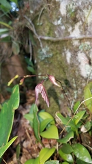 Stelis pachyglossa