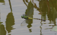 Coryphaeschna viriditas