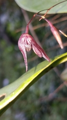 Stelis pachyglossa