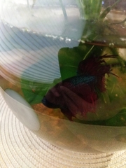 Betta splendens