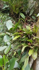 Stelis pachyglossa