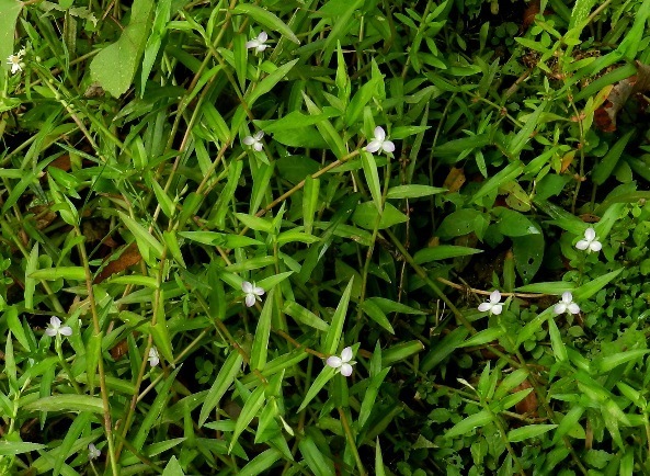 Asian Dew Flower Invasive