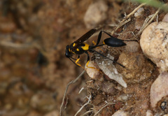 Sceliphron asiaticum