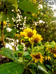 Smallanthus pyramidalis