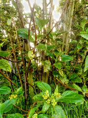 Smallanthus pyramidalis