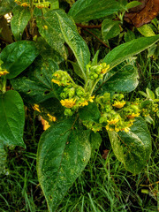 Smallanthus pyramidalis