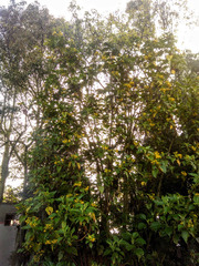 Smallanthus pyramidalis