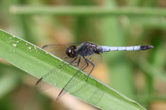 Erythrodiplax paraguayensis