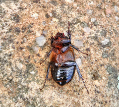 Ancognatha scarabaeoides