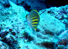Chaetodon pelewensis