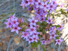 Calytrix leschenaultii
