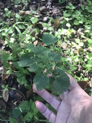 Pavonia lasiopetala