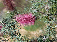Grevillea paradoxa