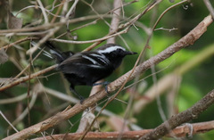 Formicivora melanogaster