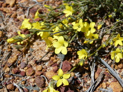 Orianthera flaviflora