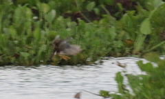 Porphyrio flavirostris
