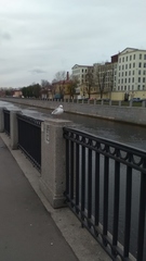 Chroicocephalus ridibundus