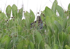 Porphyrio flavirostris