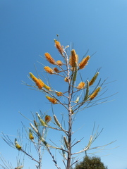 Grevillea eriostachya