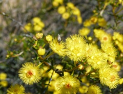 Verticordia chrysantha