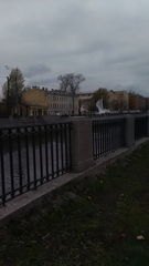 Chroicocephalus ridibundus