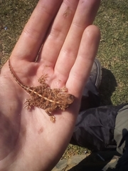 Agama aculeata