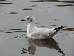 Chroicocephalus ridibundus