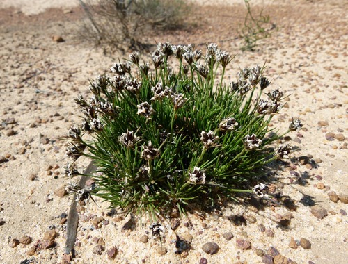 Borya constricta (Borya constricta)