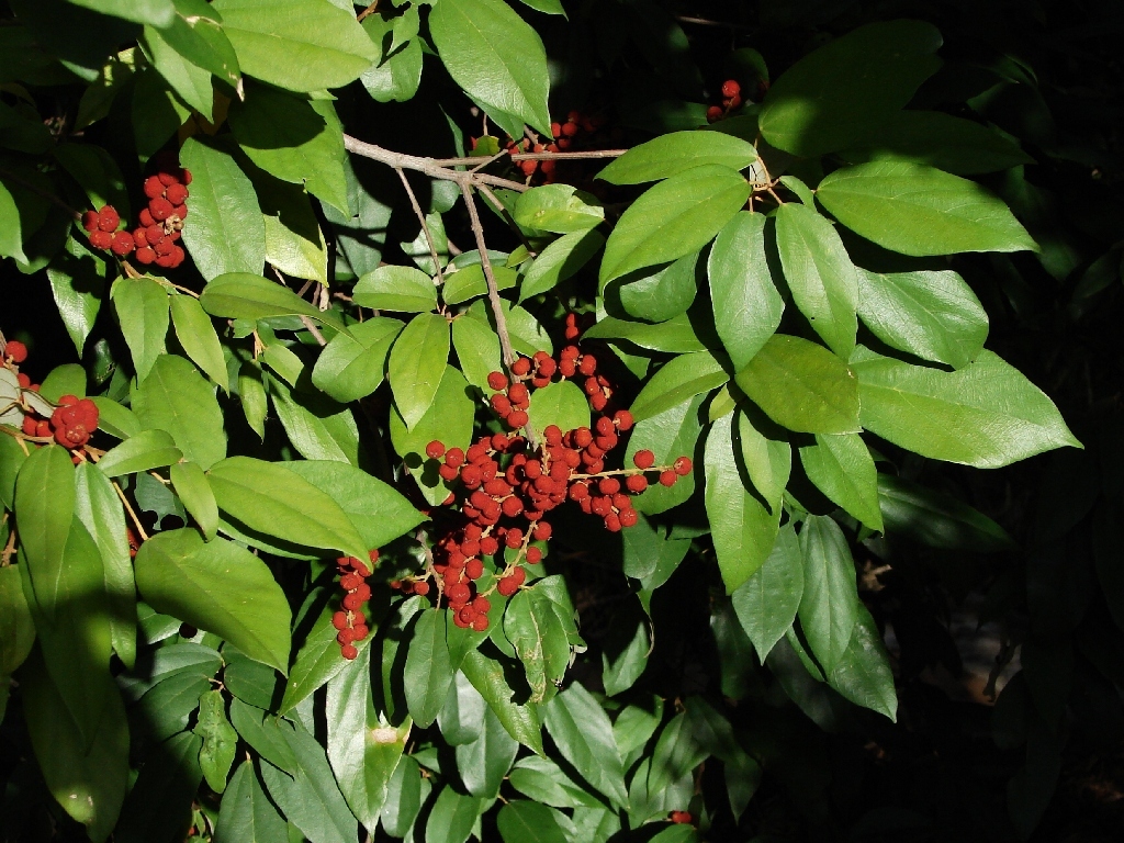 Mallotus philippensis
