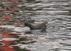 Gallinula chloropus