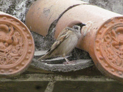 Passer montanus