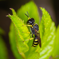 Ectemnius lapidarius