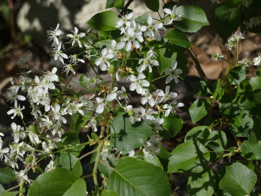 St Lucie Cherry from San Bernardino County, CA, USA on April 29, 2023 ...