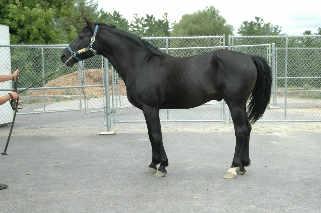 Scheletro di cavallo (Equus ferus caballus), femmina, preparato