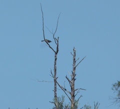 Purnella albifrons