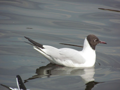 Chroicocephalus ridibundus