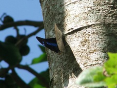Archaeoprepona demophoon gulina
